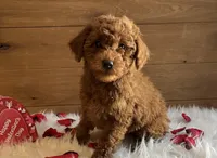 Romeo, a male Poodle - Toy  for sale in Reinholds, PA – Photo 1 of 9