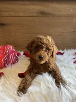 Romeo, a male Poodle - Toy  for sale in Reinholds, PA – Photo 9 of 9