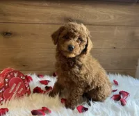 Romeo, a male Poodle - Toy  for sale in Reinholds, PA – Photo 8 of 9