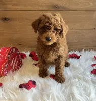 Romeo, a male Poodle - Toy  for sale in Reinholds, PA – Photo 5 of 9
