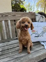 Jax , a male Poodle - Toy  for sale in Reinholds, PA – 8 of 9