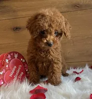 Ruby, a female Poodle - Toy  for sale in Reinholds, PA – Photo 2 of 7