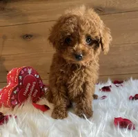 Ruby, a female Poodle - Toy  for sale in Reinholds, PA – Photo 5 of 7