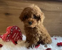 Ruby, a female Poodle - Toy  for sale in Reinholds, PA – Photo 4 of 7