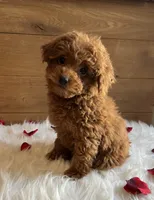 Ruby, a female Poodle - Toy  for sale in Reinholds, PA – Photo 1 of 7