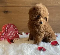 Ruby, a female Poodle - Toy  for sale in Reinholds, PA – Photo 6 of 7