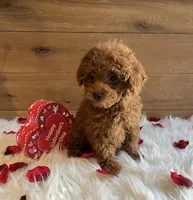 Ruby, a female Poodle - Toy  for sale in Reinholds, PA – Photo 7 of 7