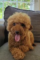 Jax , a male Poodle - Toy  for sale in Reinholds, PA – 9 of 9