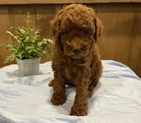 Jax , a male Poodle - Toy  for sale in Reinholds, PA – 4 of 9
