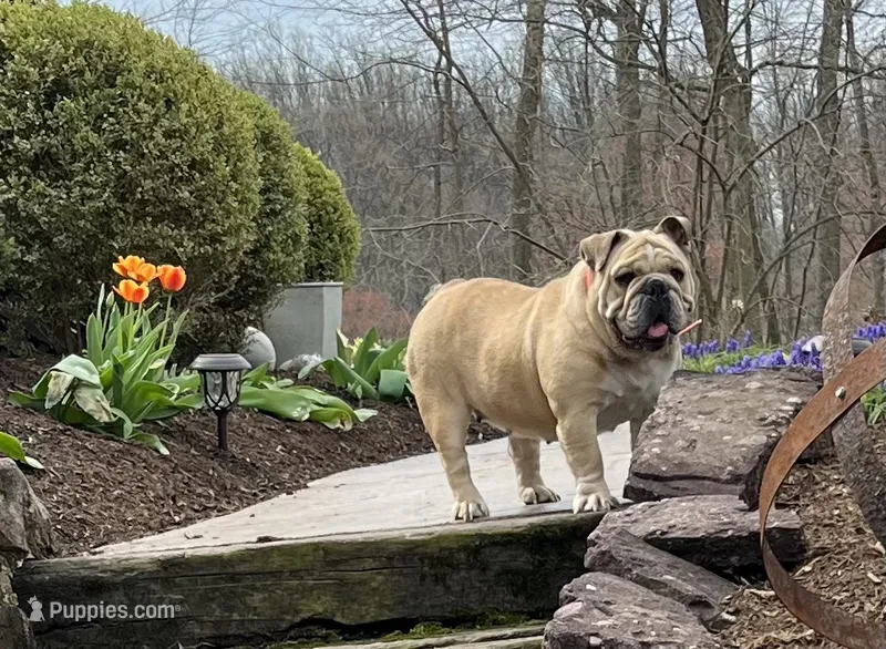 Hazel – English Bulldog puppy for sale in Reinholds, PA