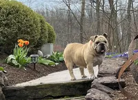 Hazel, a female English Bulldog for sale in Reinholds, PA – 1 of 1