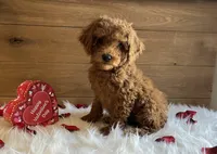 Juliet, a male Poodle - Toy  for sale in Reinholds, PA – Photo 6 of 7