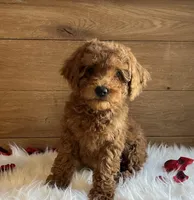 Juliet, a male Poodle - Toy  for sale in Reinholds, PA – Photo 1 of 7