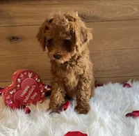 Juliet, a male Poodle - Toy  for sale in Reinholds, PA – Photo 5 of 7