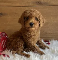 Juliet, a male Poodle - Toy  for sale in Reinholds, PA – Photo 3 of 7