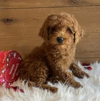 Juliet, a male Poodle - Toy  for sale in Reinholds, PA – Photo 2 of 7