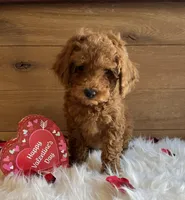 Juliet, a male Poodle - Toy  for sale in Reinholds, PA – Photo 4 of 7