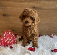 Juliet, a male Poodle - Toy  for sale in Reinholds, PA – Photo 7 of 7