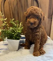 Jax , a male Poodle - Toy  for sale in Reinholds, PA – 3 of 9