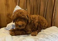 Jax , a male Poodle - Toy  for sale in Reinholds, PA – 7 of 9