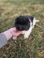 JoJo, a female Akita for sale in Rock Valley, IA – Photo 4 of 4