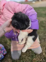 JoJo, a female Akita for sale in Rock Valley, IA – Photo 3 of 4