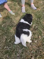 JoJo, a female Akita for sale in Rock Valley, IA – Photo 2 of 4