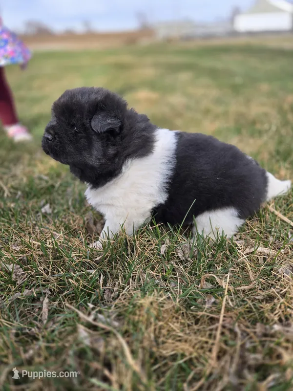 JoJo – Akita puppy for sale in Rock Valley, IA