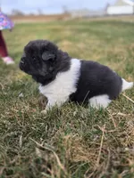 JoJo, a female Akita for sale in Rock Valley, IA – Photo 1 of 4