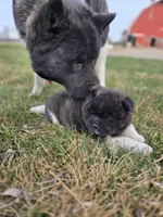 Paisley, a female Akita for sale in Rock Valley, IA – Photo 4 of 4