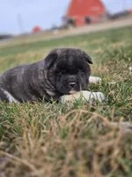 Paisley, a female Akita for sale in Rock Valley, IA – Photo 3 of 4