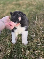 Paisley, a female Akita for sale in Rock Valley, IA – Photo 2 of 4