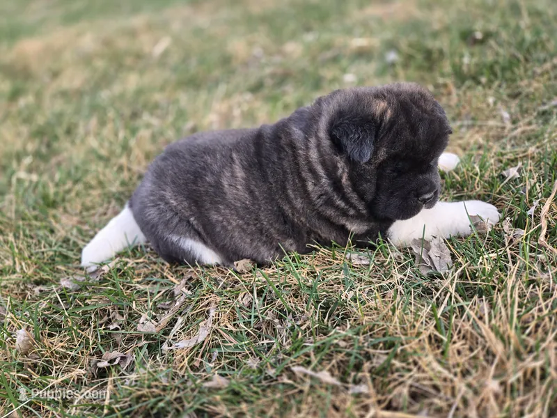 Paisley – Akita puppy for sale in Rock Valley, IA