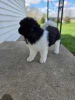 Jojo, a female Akita for sale in Rock Valley, IA – 3 of 5