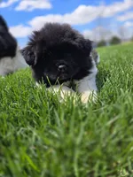 Jojo, a female Akita for sale in Rock Valley, IA – 5 of 5
