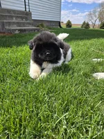 Jojo, a female Akita for sale in Rock Valley, IA – 2 of 5