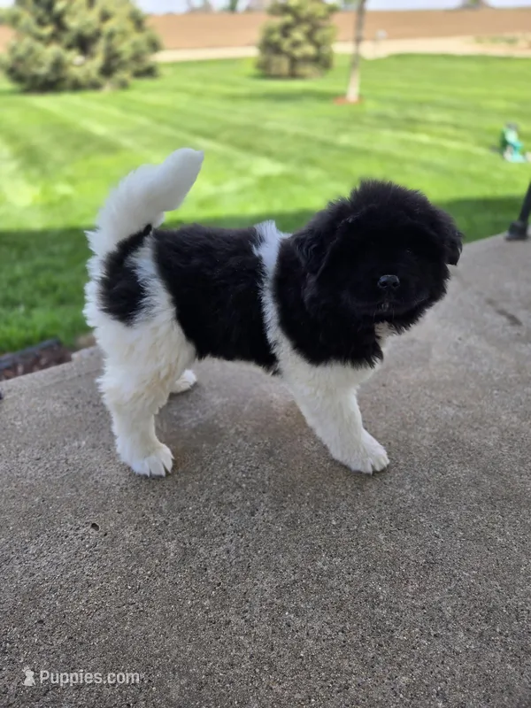 Jojo – Akita puppy for sale in Rock Valley, IA