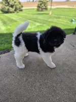 Jojo, a female Akita for sale in Rock Valley, IA – 1 of 5