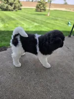 Jojo, a female Akita for sale in Rock Valley, IA – 4 of 5