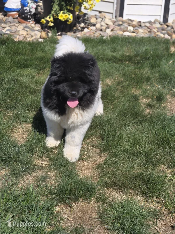 Jojo – Akita puppy for sale in Rock Valley, IA