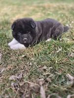 Coco, a female Akita for sale in Rock Valley, IA – Photo 3 of 4