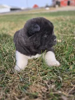 Coco, a female Akita for sale in Rock Valley, IA – Photo 4 of 4