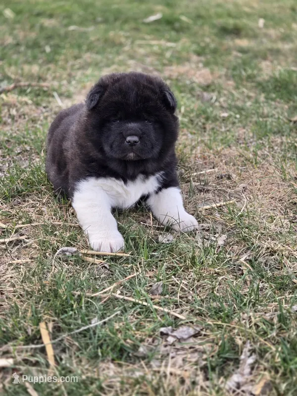 Coco – Akita puppy for sale in Rock Valley, IA