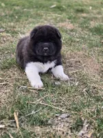 Coco, a female Akita for sale in Rock Valley, IA – Photo 1 of 4