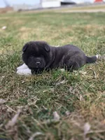 Coco, a female Akita for sale in Rock Valley, IA – Photo 2 of 4