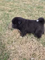 Tootsie, a female Akita for sale in Rock Valley, IA – Photo 4 of 4