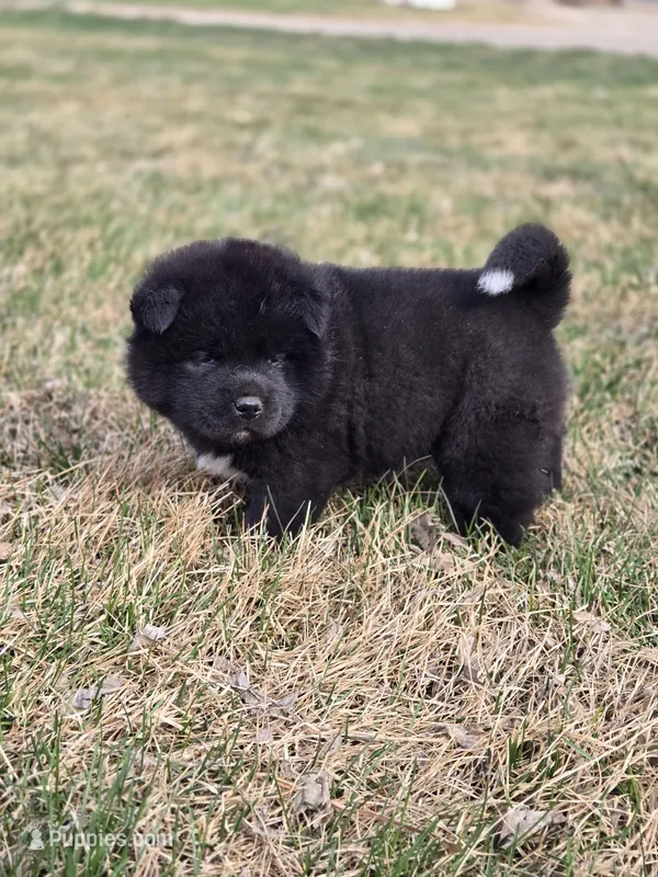 Tootsie, a female Akita for sale in Rock Valley, IA – Photo 1 of 4