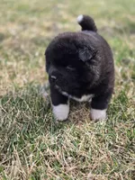 Tootsie, a female Akita for sale in Rock Valley, IA – Photo 2 of 4