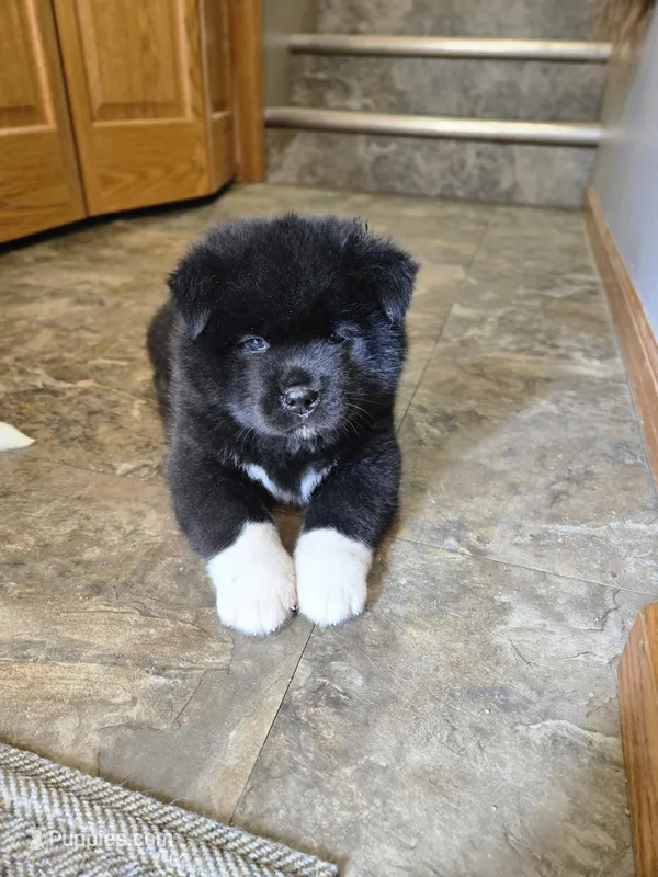 Tootsie – Akita puppy for sale in Rock Valley, IA