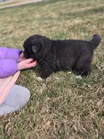 Tootsie, a female Akita for sale in Rock Valley, IA – Photo 3 of 4
